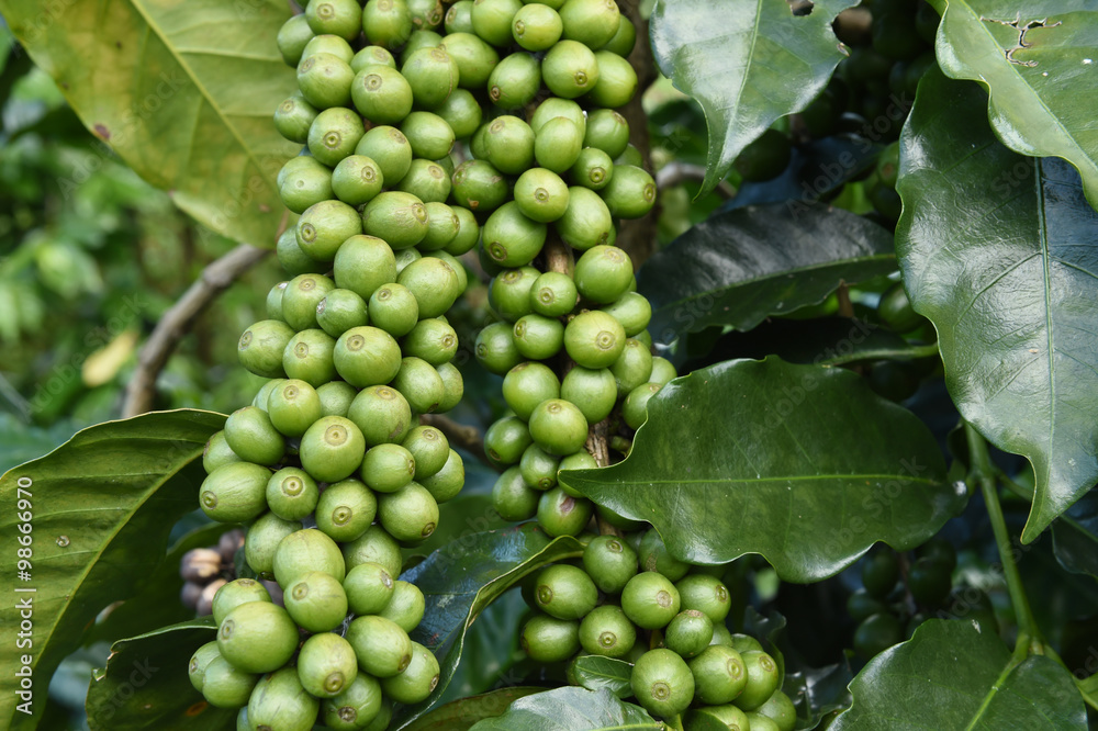 Green coffee beans on stem.