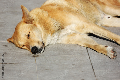 sleeping dog
 photo