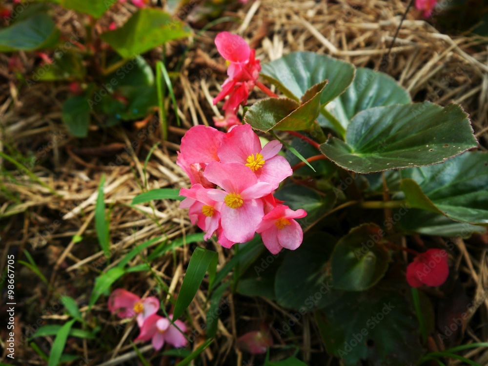 Fototapeta premium Begonia