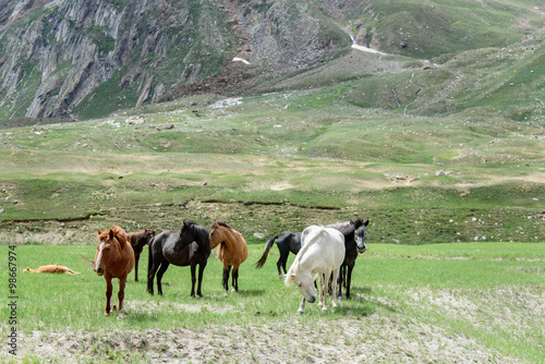 wild horses grazing near a forest and mountains in Kashmir, Indi
