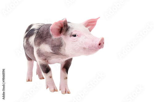 Photo Funny piglet standing isolated on white background