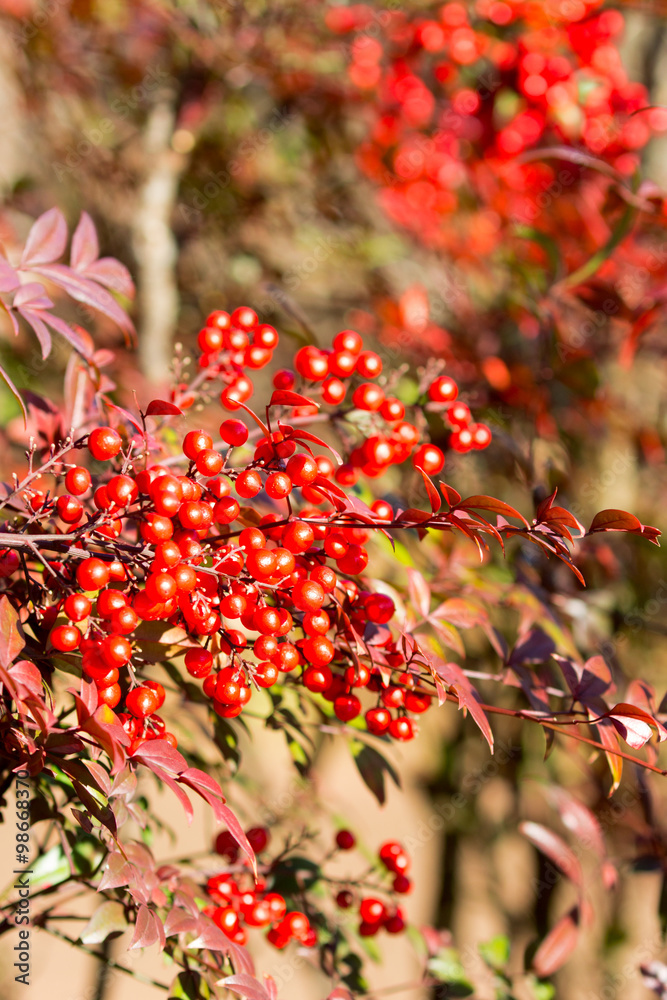 Obraz premium 赤い実の南天