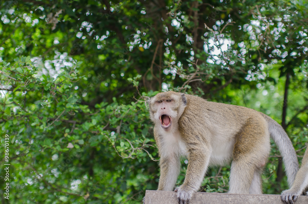 Stock Photo:.Thai monkey in public park, selective focus point