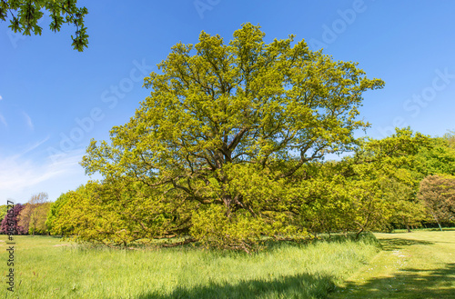 Märchenhafter Baum mit gelben Blättern im Hochsommer