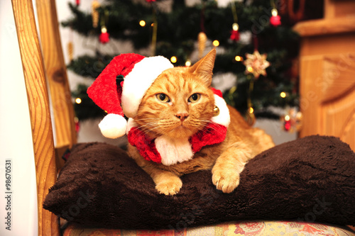 Weihnachten für Katzen - Katzenweihnacht