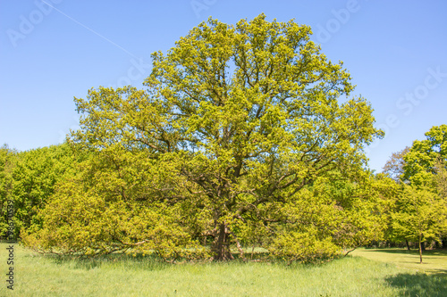 Märchenhafter Baum mit gelben Blättern im Hochsommer