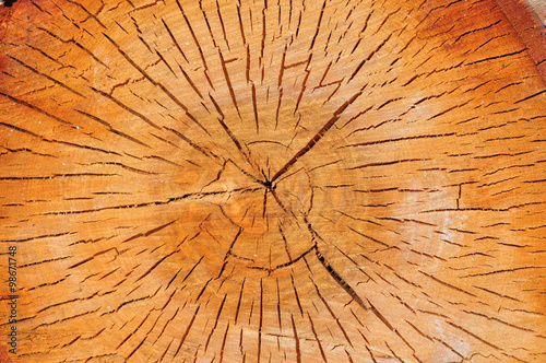 The cut trunk of a birch. Close-up