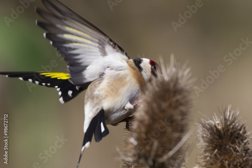 Stieglitz (Carduelis carduelis), Distelfink auf einer Distel