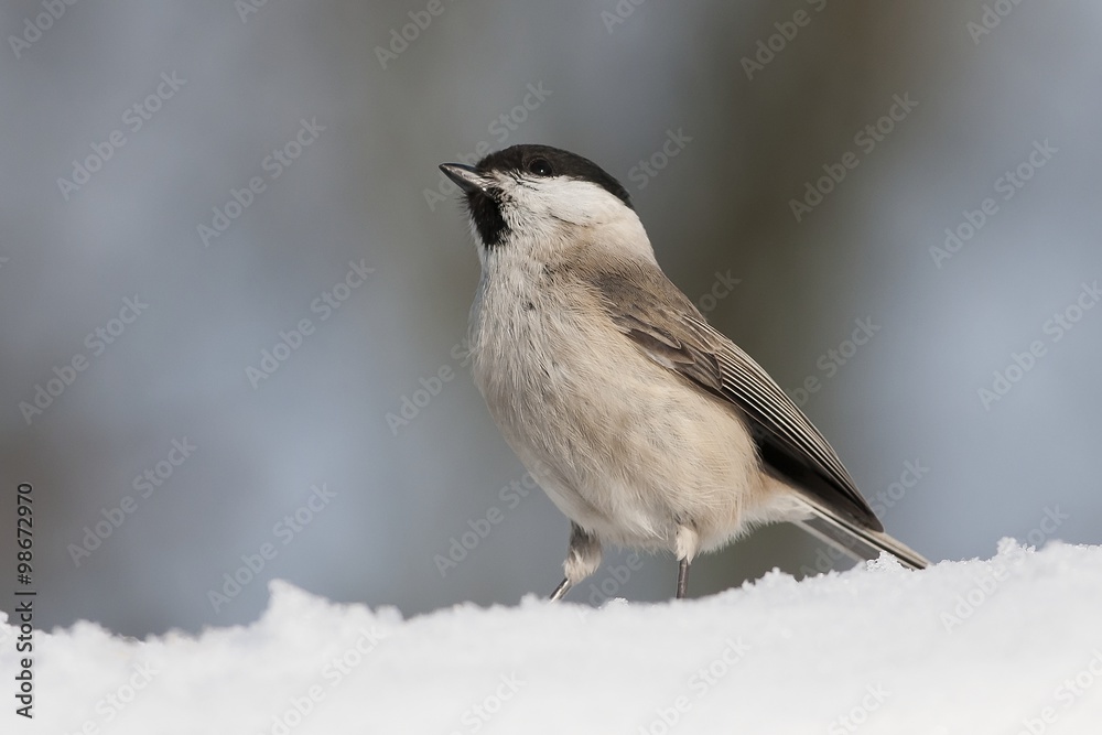 Tit bird in the snow