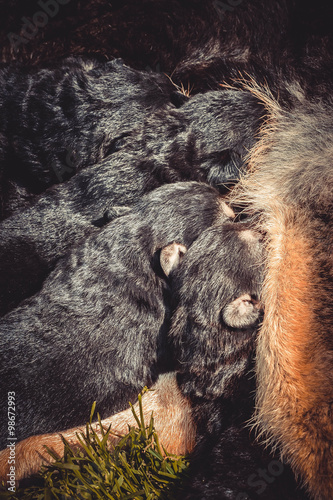 heads of four small German Shepherd puppies photo