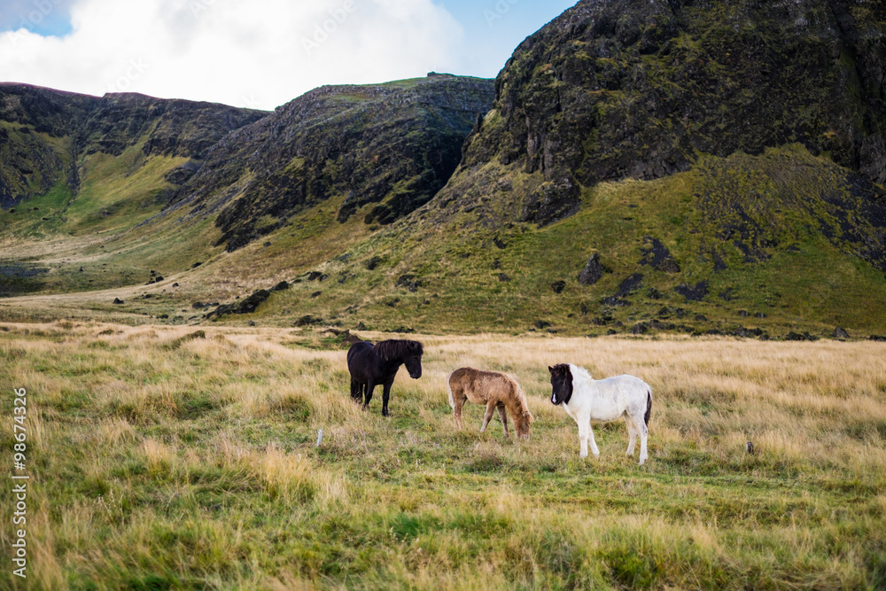Icelandic horse near mountain Icelandic horse near mountain
