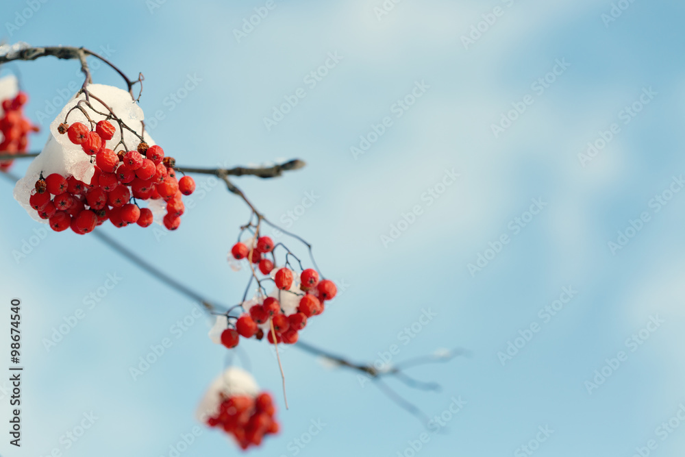 Frozen rowanberry under the snow