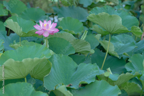 蓮の花