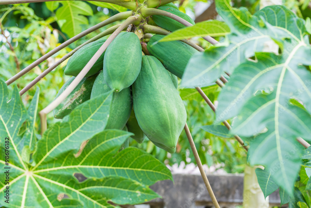 Papaya tree Papaya tree