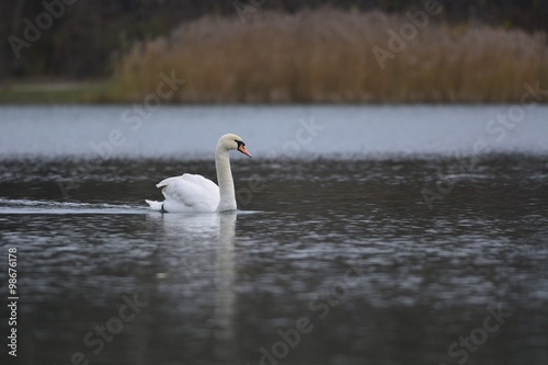 Swan in the lake