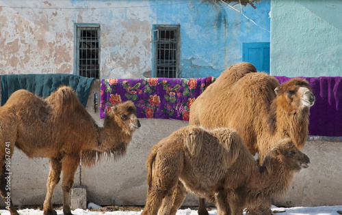Camel in Karakol, Kyrgyzstan, Central Asia