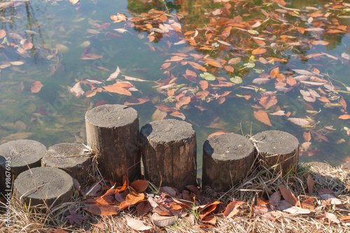  old stump standing  beside  the pond and fallen autumn leaf