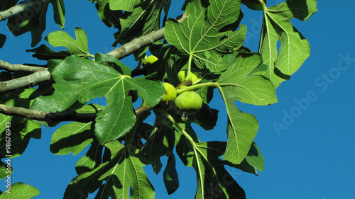 Fig friut juice sap