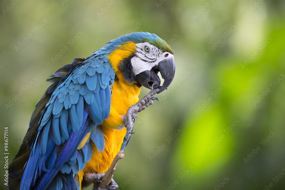 Portrait of blue-and-yellow macaw
