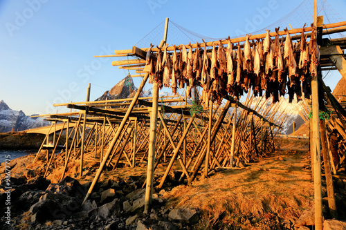 pesca al merluzzo photo