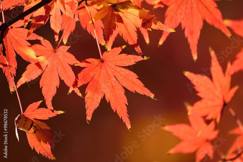 Maple leaves reflecting sunlight
