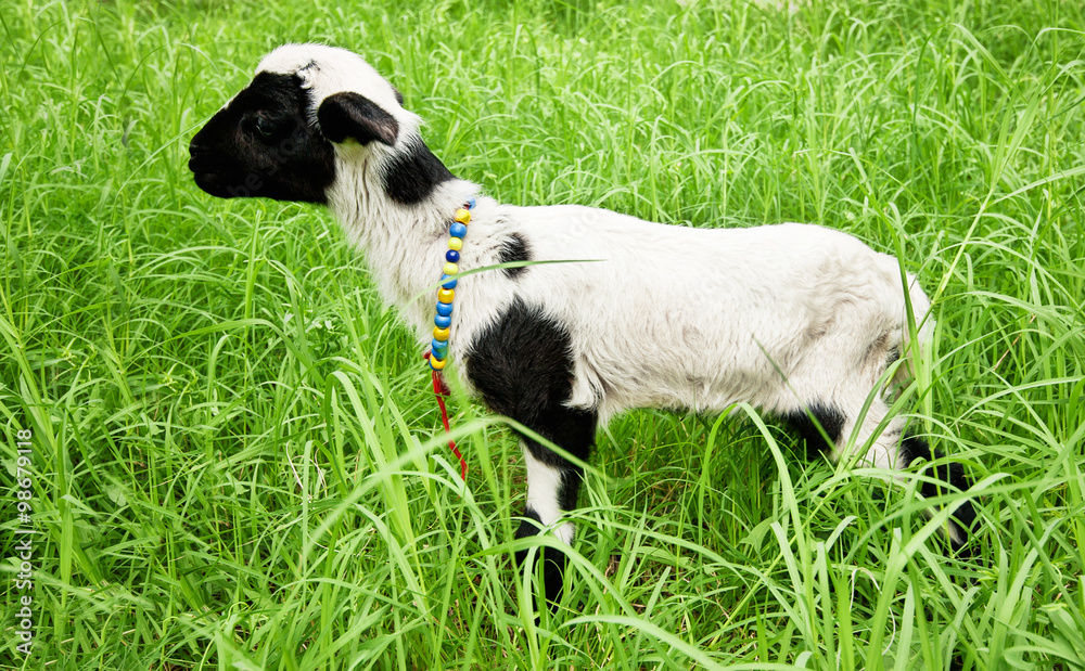 New born lamb New born lamb