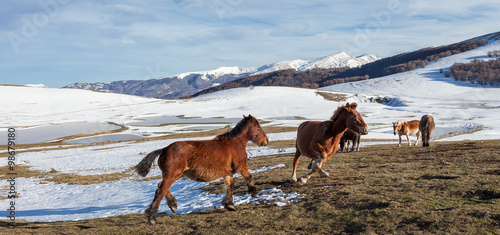 Fotografie Cavalli selvaggi al galoppo su un altopiano innevato