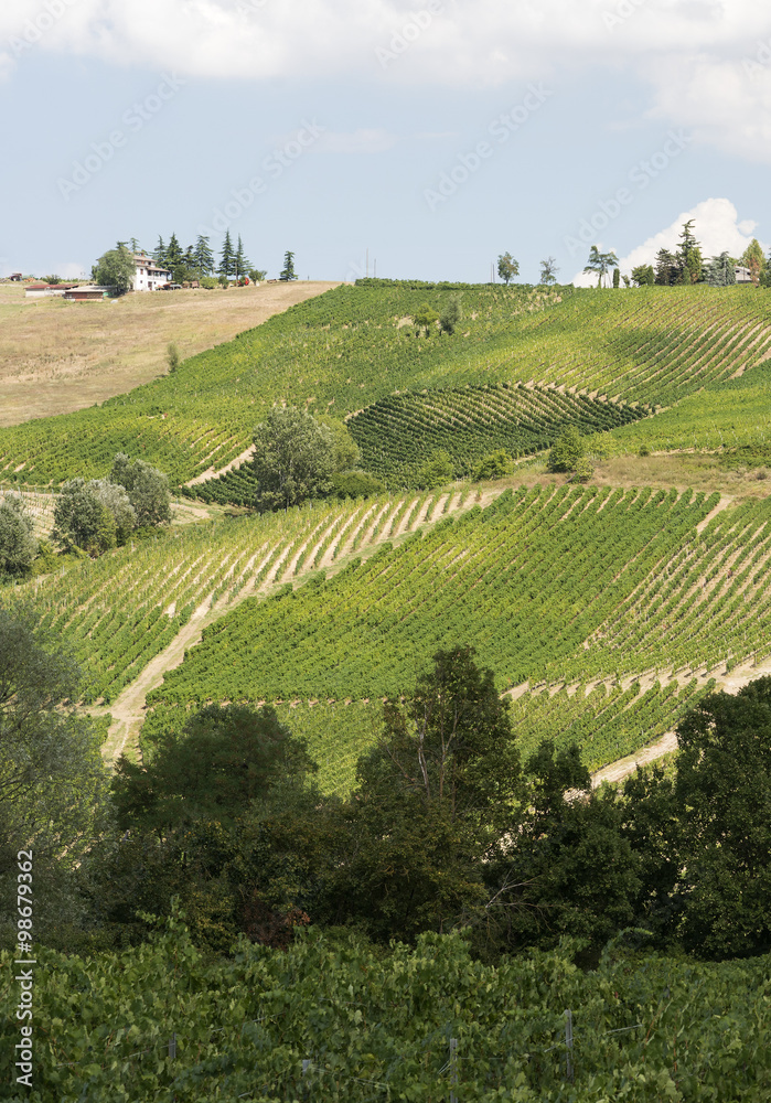 Vineyards in Oltrepo Pavese (Italy)