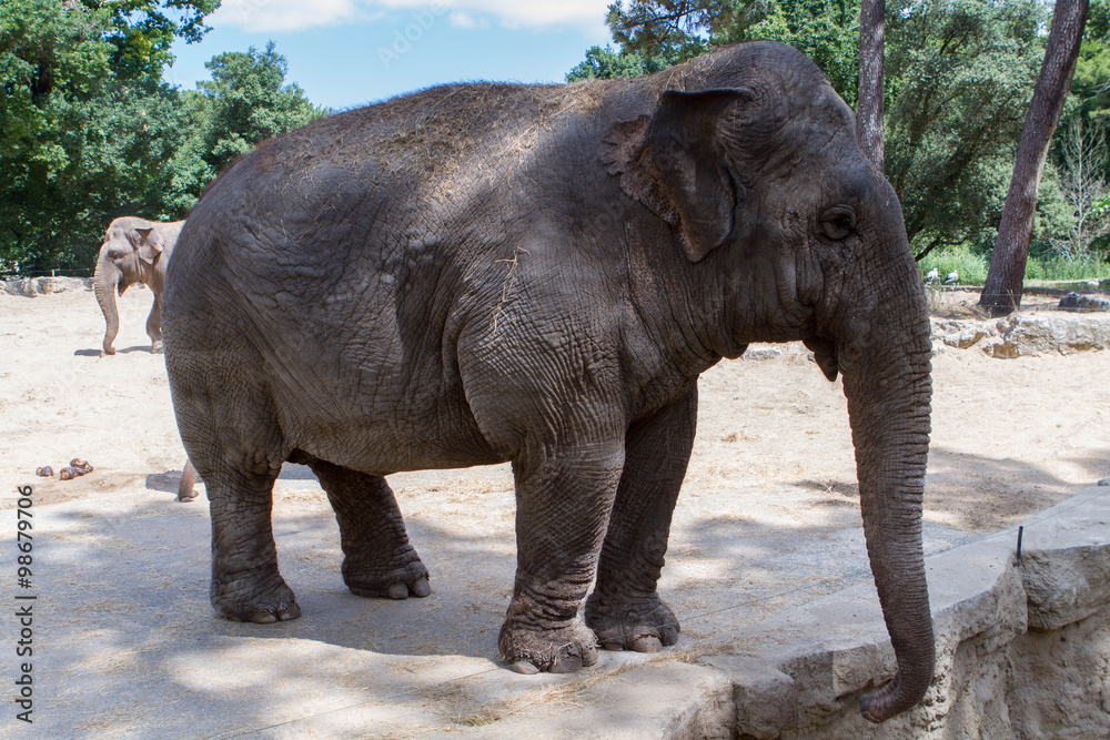 L'éléphant d'Asie - Zoo de la Palmyre (Img.9730)