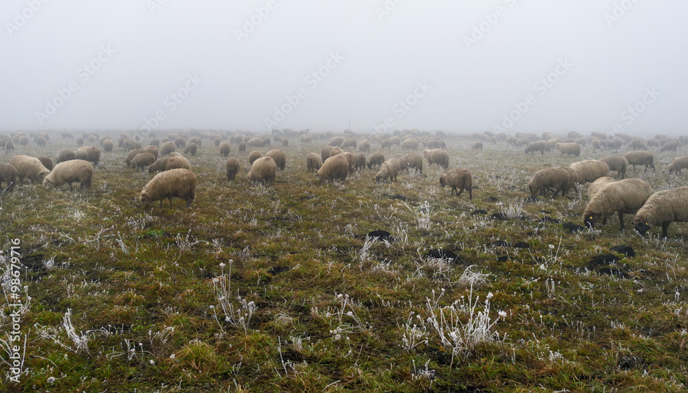 sheep on a foggy green meadow