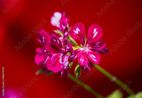 Fototapeta Naklejka Na Ścianę i Meble -  Geranium flower on red background