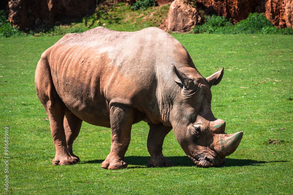 Rhinoceros, Lake Nakuru National Park, Kenya, Ceratotherium Rhinoceros, Lake Nakuru National Park, Kenya, Ceratotherium