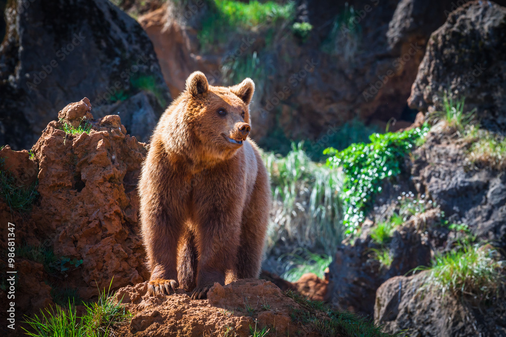Fototapeta premium North American Grizzly Bear at sunrise in Western USA
