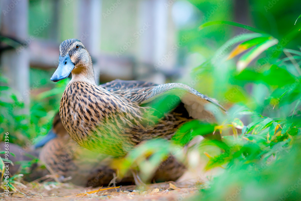 Obraz premium カモちゃん