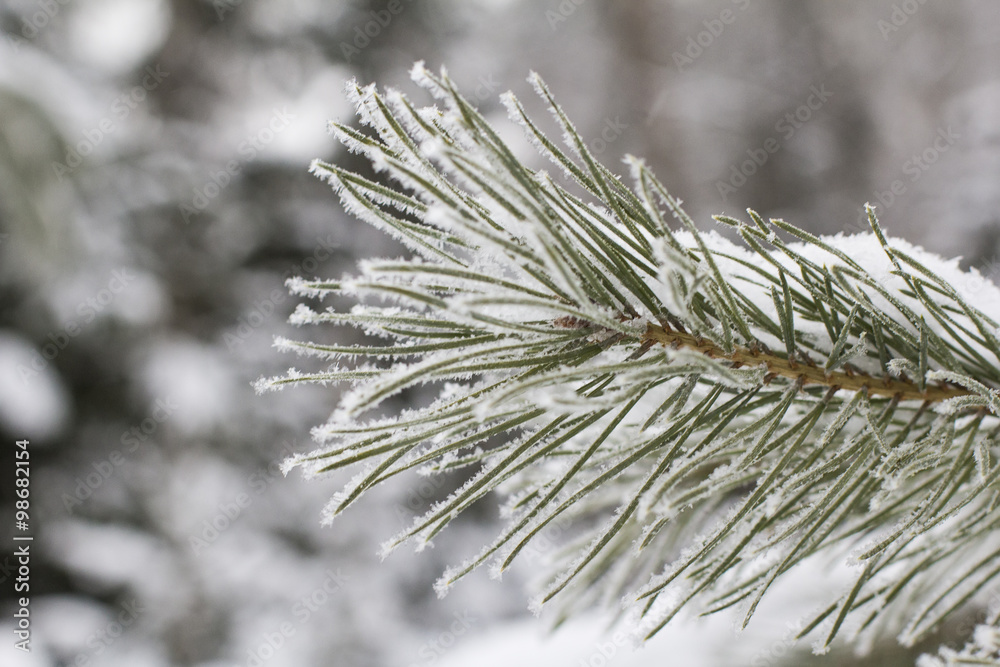 winter landscape background frosty pine branch with white needles on the background of snow-covered forest winter landscape background frosty pine branch with white needles on the background of snow-covered forest