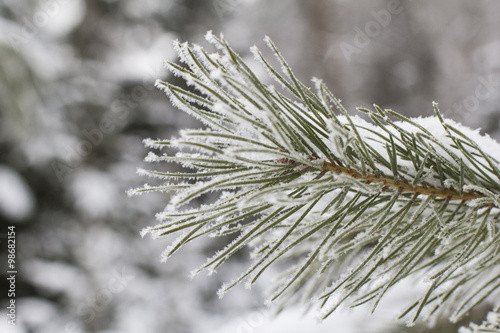 winter landscape background frosty pine branch with white needles on the background of snow-covered forest