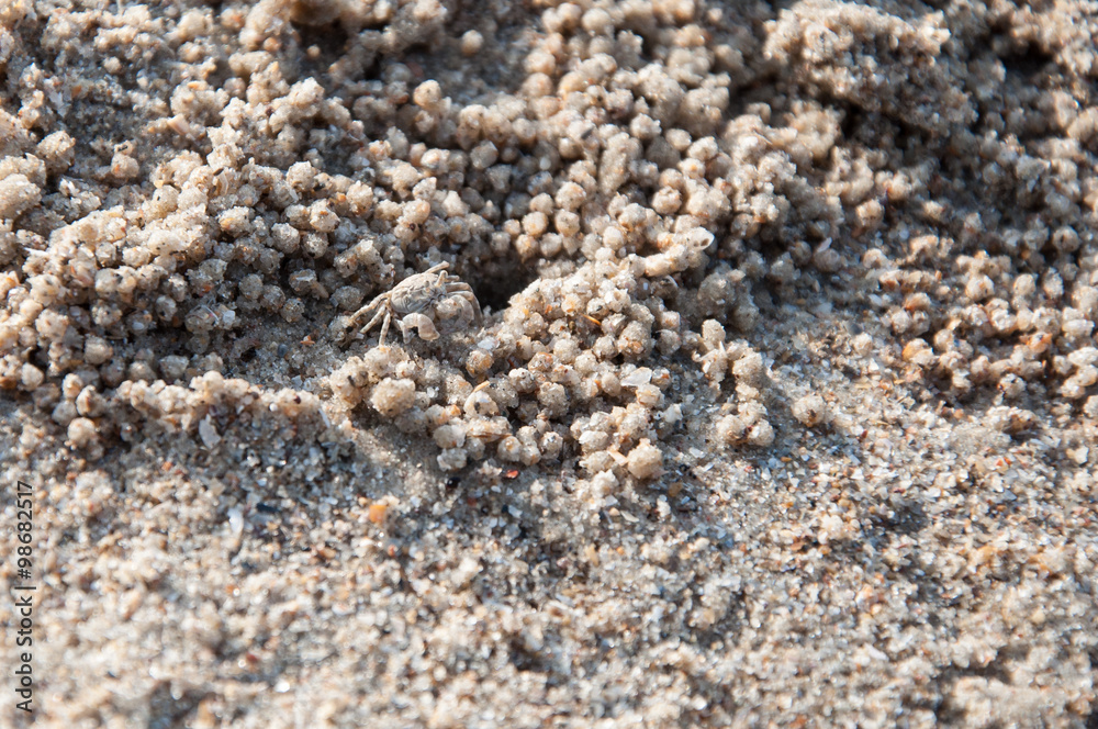 Tiny crab on the beach Tiny crab on the beach