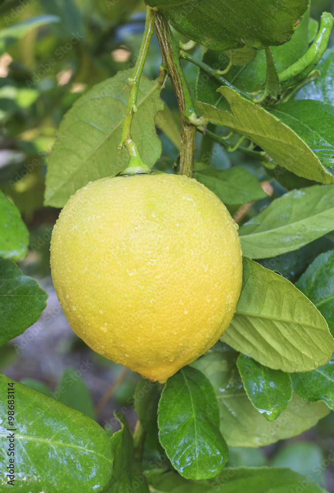 lemon hanging on lemons tree