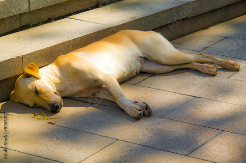 Sokak Köpeği photo