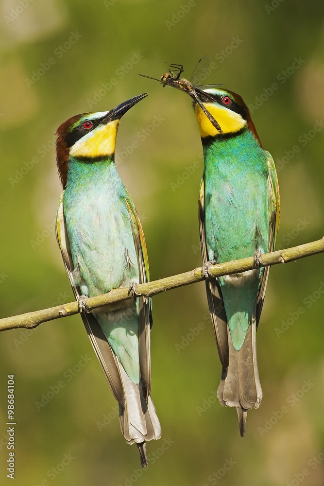 Fototapeta premium Pair of birds
