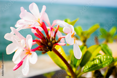 Fototapeta Naklejka Na Ścianę i Meble -  White flowers