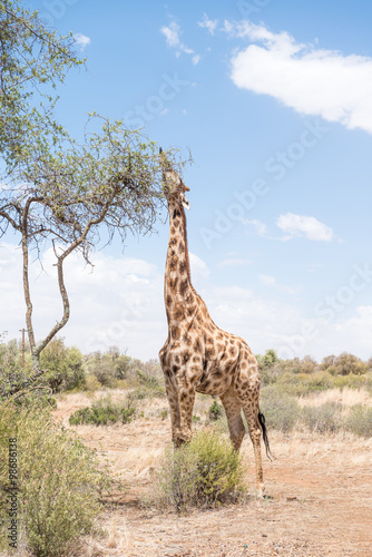 Giraffe with tongue visible