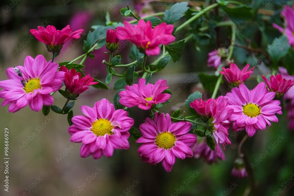 Beauty Daisies flower in garden 