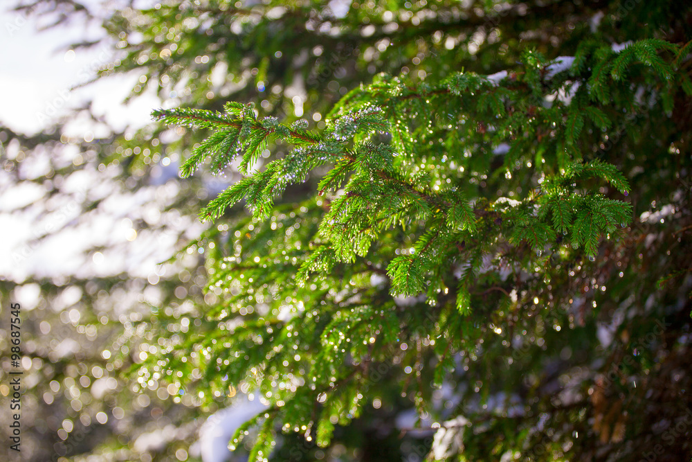 Background of Christmas tree branches Background of Christmas tree branches