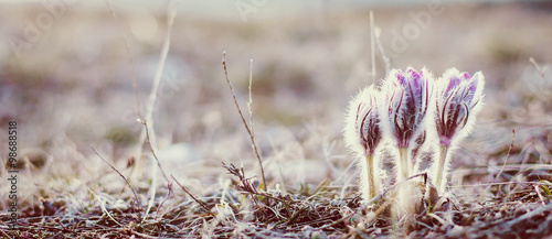 flower pulsatilla patens  blooms