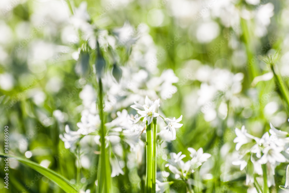 Masses of wild garlic flowers: urban wildflowers, Masses of wild garlic flowers: urban wildflowers,
