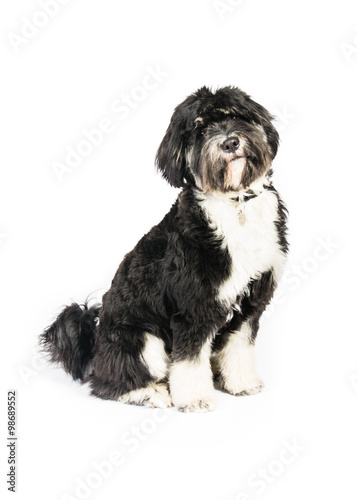 Quadro su tela tibetan terrier