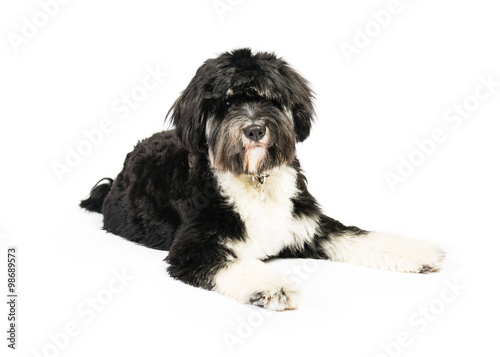 Fotografia tibetan terrier
