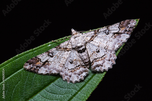 Cleora determinata moth on green leaf photo