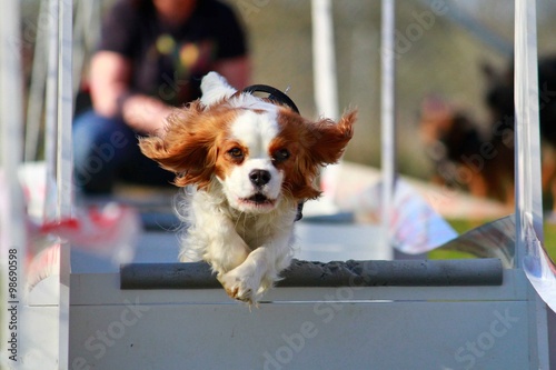 Cavalier king charles